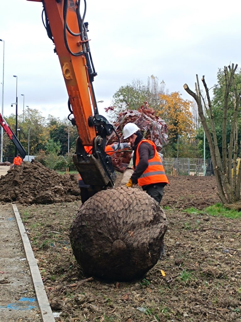 arbre avec une minipelle