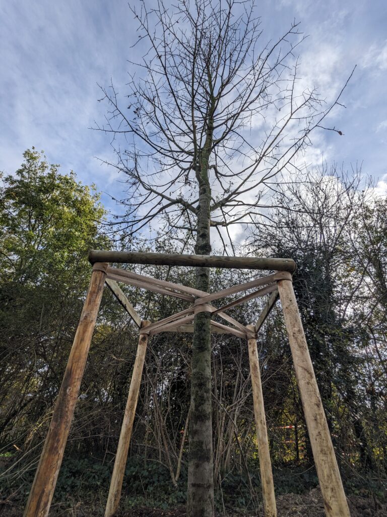 Belle arbre planté par creavert51